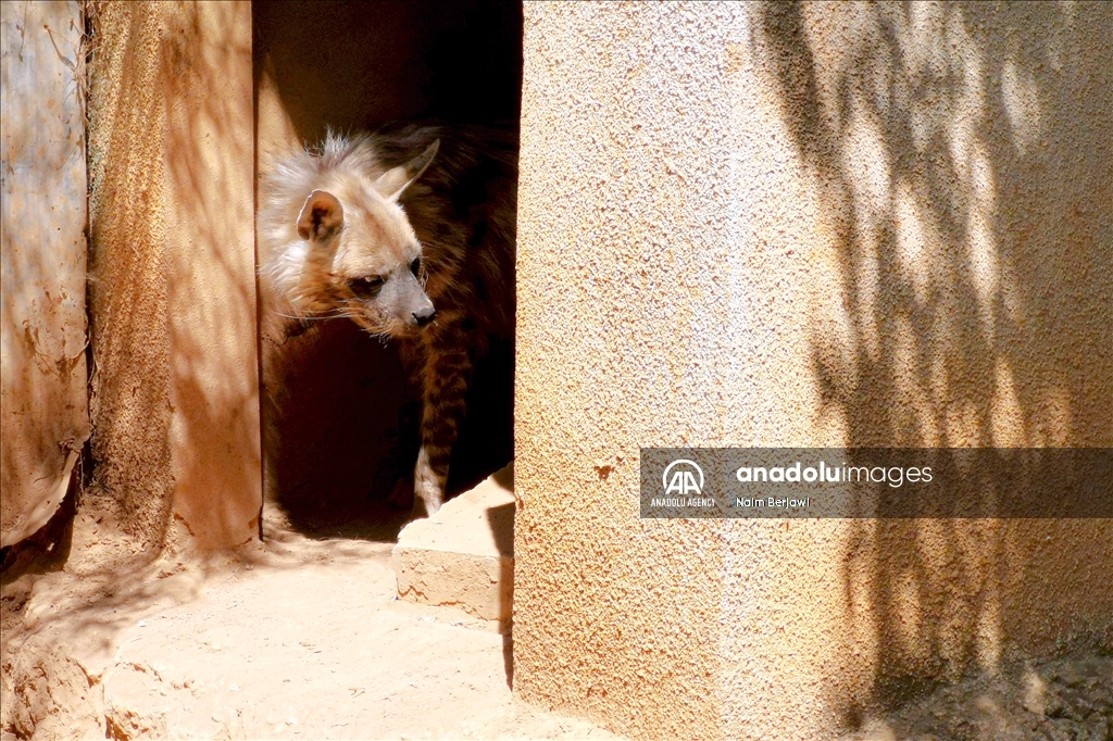 الضبع المخطط.. حيوان نادر في لبنان يواجه خرافات