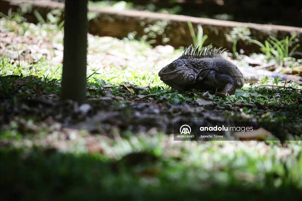 Медельина: тропический и животный мир Южной Америки