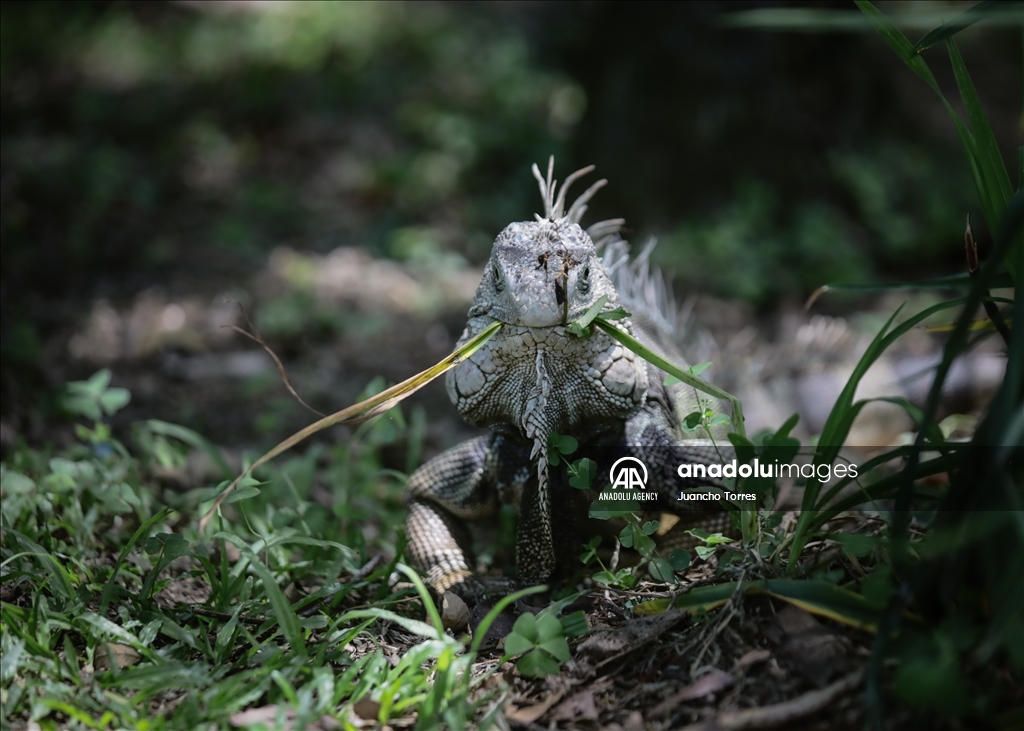 Медельина: тропический и животный мир Южной Америки