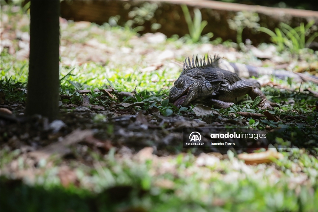 Медельина: тропический и животный мир Южной Америки