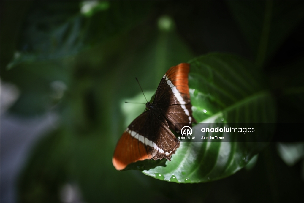 Медельина: тропический и животный мир Южной Америки