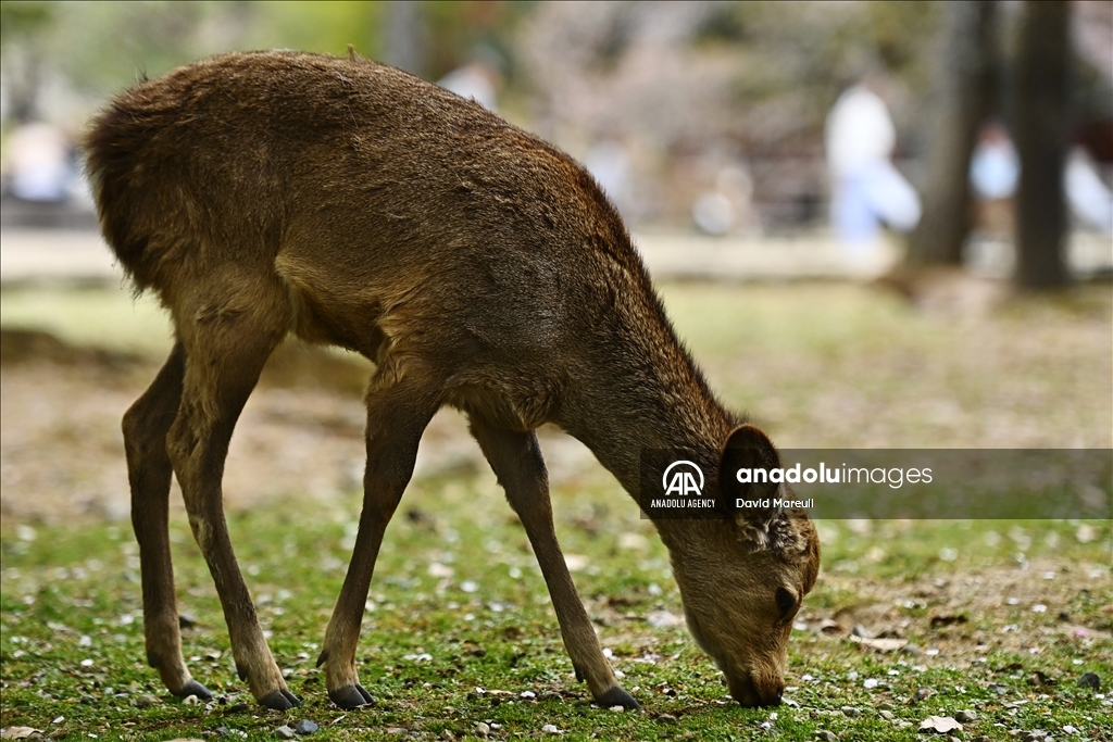 Nara, cradle of Japanese culture