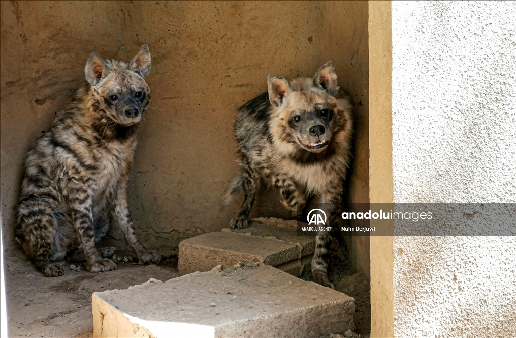 الضبع المخطط.. حيوان نادر في لبنان يواجه خرافات