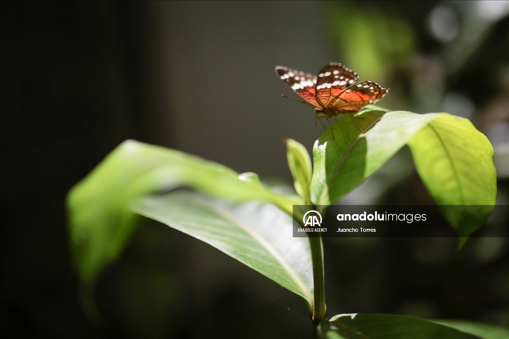 Медельина: тропический и животный мир Южной Америки