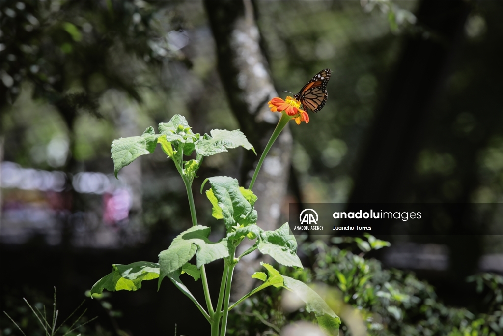 Медельина: тропический и животный мир Южной Америки