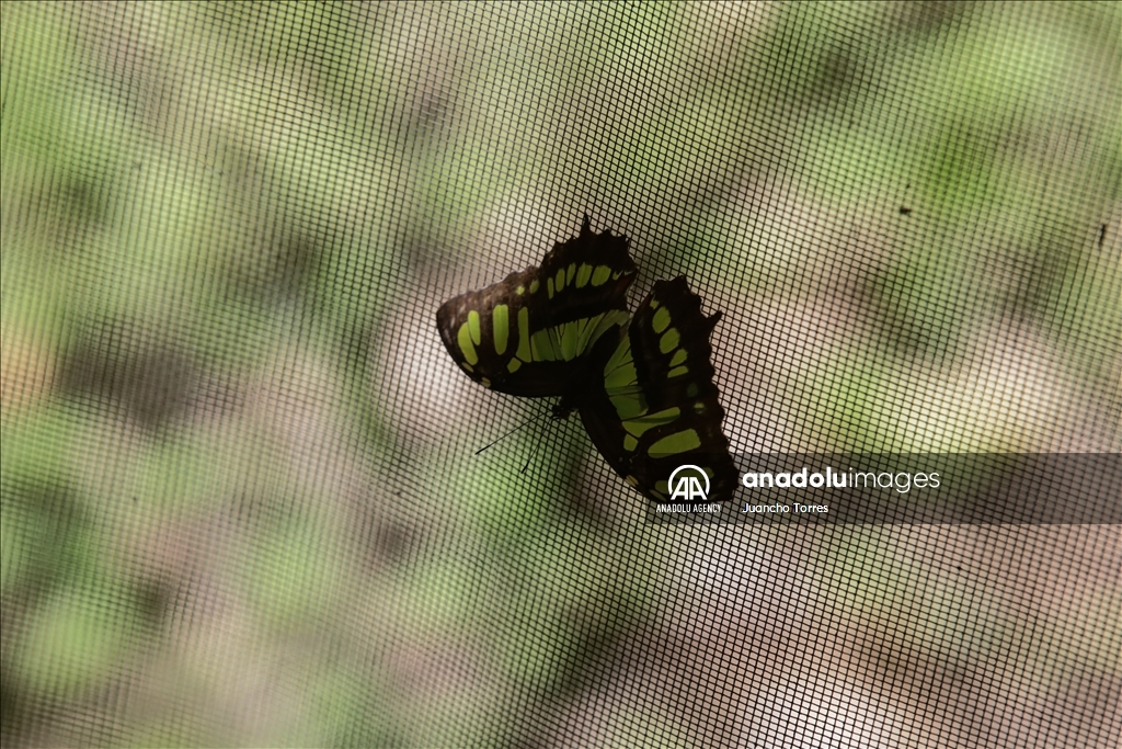 Медельина: тропический и животный мир Южной Америки