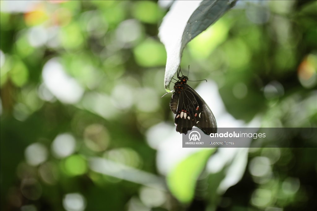 Медельина: тропический и животный мир Южной Америки