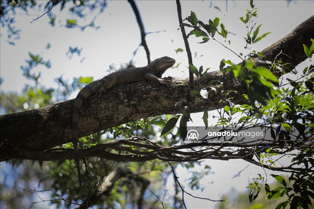 Медельина: тропический и животный мир Южной Америки