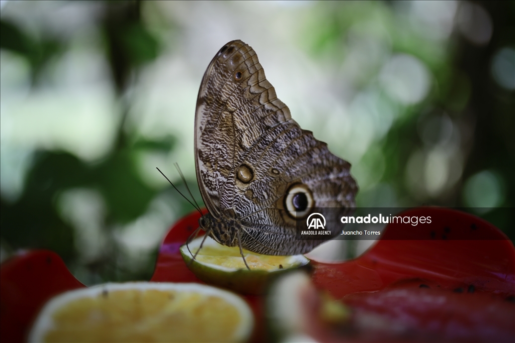 Медельина: тропический и животный мир Южной Америки