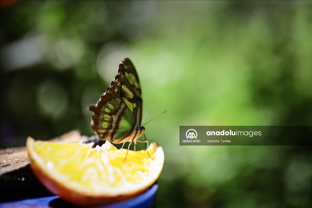 Медельина: тропический и животный мир Южной Америки