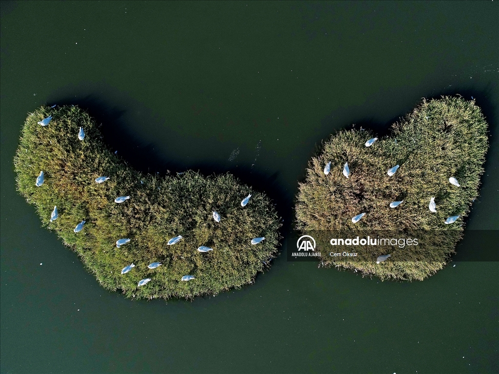 İzmir'de, flamingolar, pelikanlar ve martılar görüntülendi