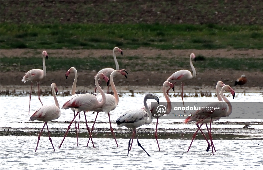 Sel Kapanı, farklı kuş türlerine ev sahipliği yapıyor