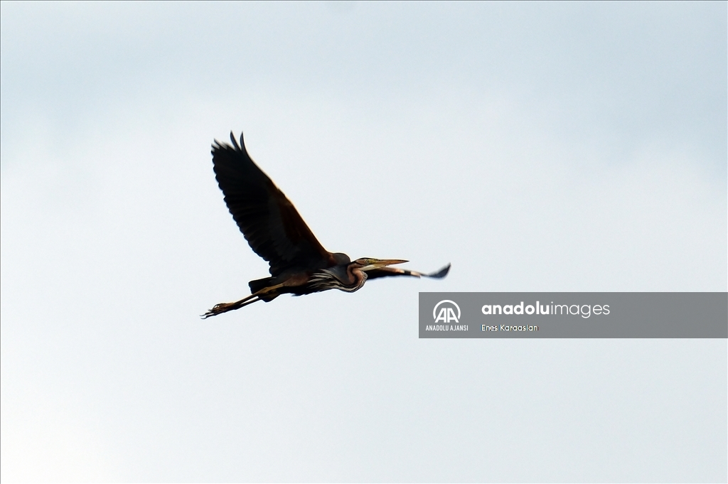 Sel Kapanı, farklı kuş türlerine ev sahipliği yapıyor
