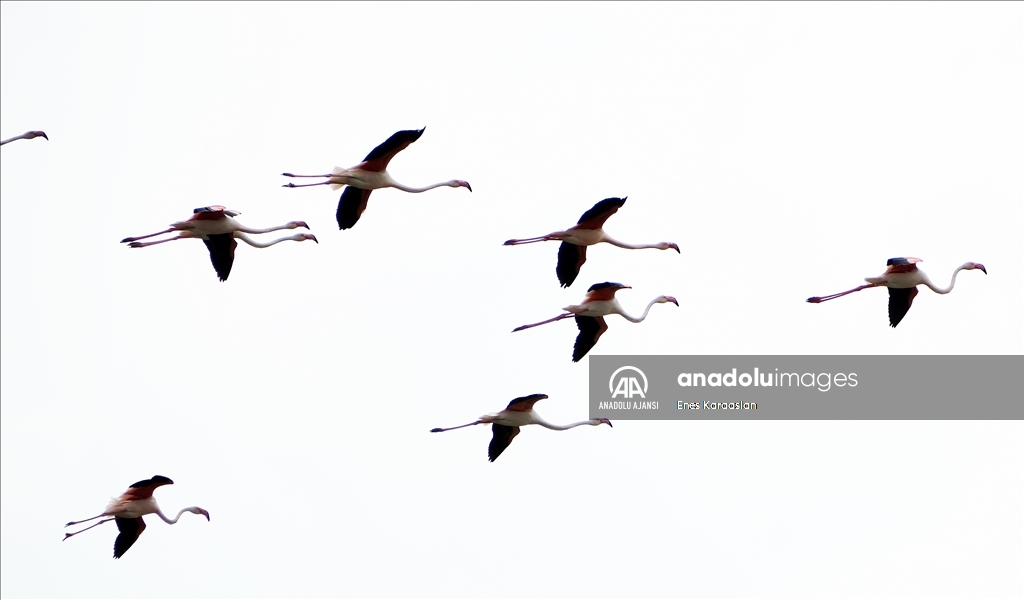 Sel Kapanı, farklı kuş türlerine ev sahipliği yapıyor