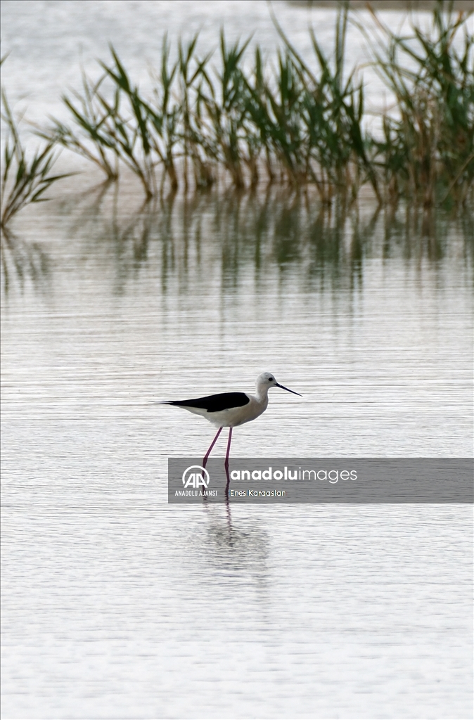 Sel Kapanı, farklı kuş türlerine ev sahipliği yapıyor