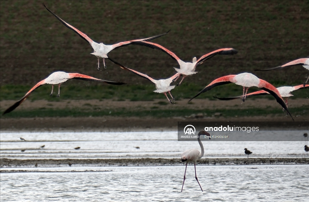 Sel Kapanı, farklı kuş türlerine ev sahipliği yapıyor