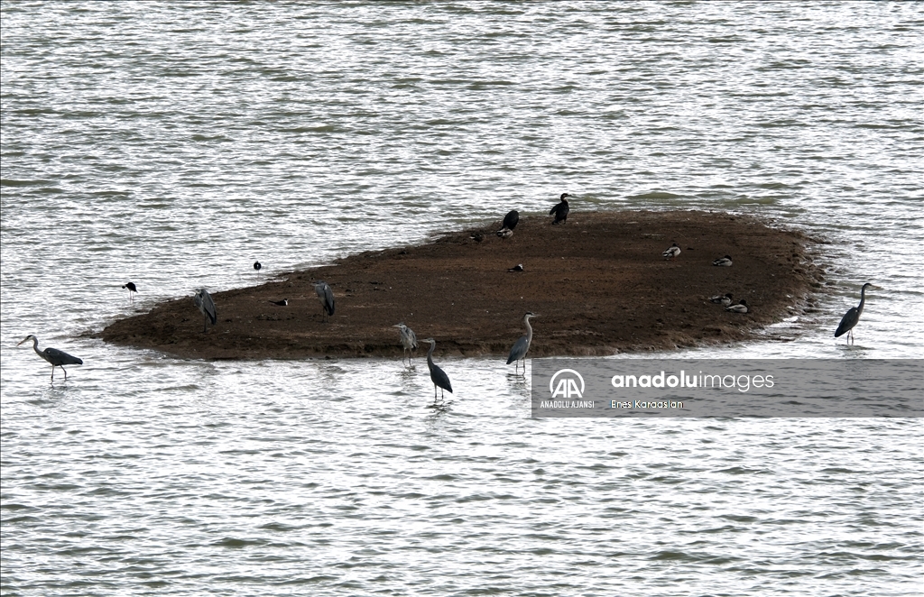 Sel Kapanı, farklı kuş türlerine ev sahipliği yapıyor