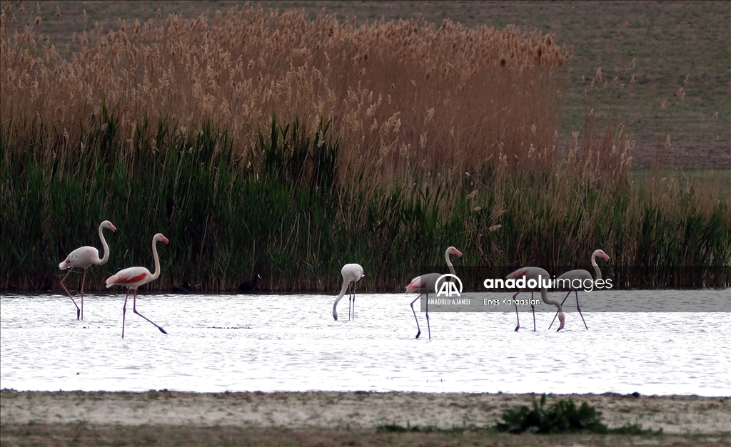 Sel Kapanı, farklı kuş türlerine ev sahipliği yapıyor