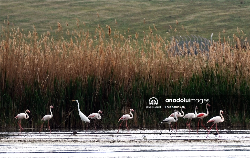 Sel Kapanı, farklı kuş türlerine ev sahipliği yapıyor