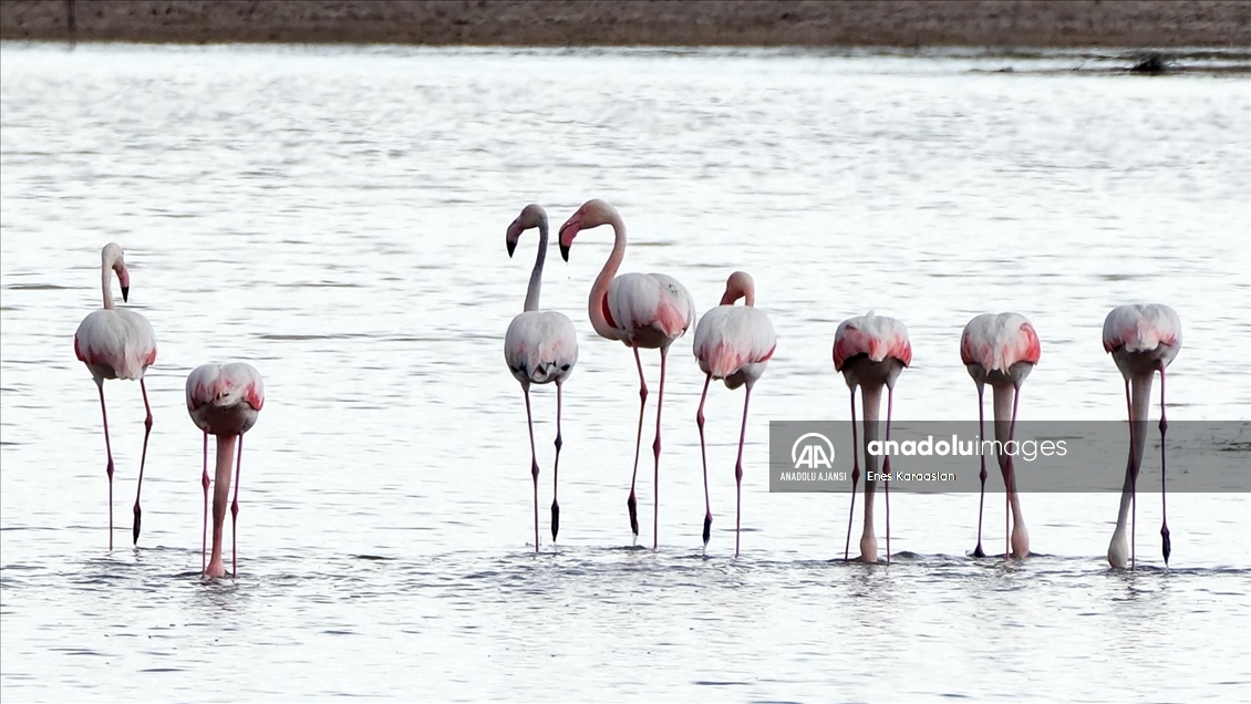 Sel Kapanı, farklı kuş türlerine ev sahipliği yapıyor