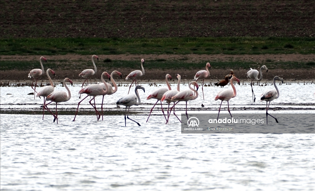 Sel Kapanı, farklı kuş türlerine ev sahipliği yapıyor