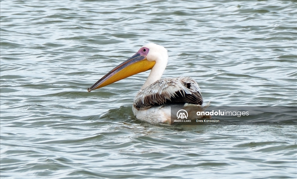 Sel Kapanı, farklı kuş türlerine ev sahipliği yapıyor