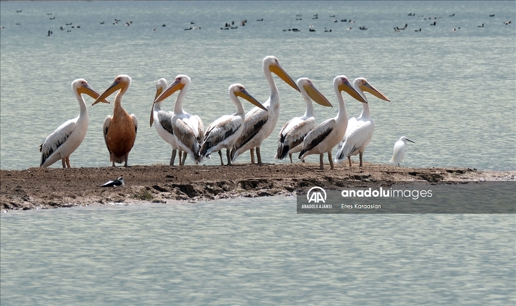 Sel Kapanı, farklı kuş türlerine ev sahipliği yapıyor