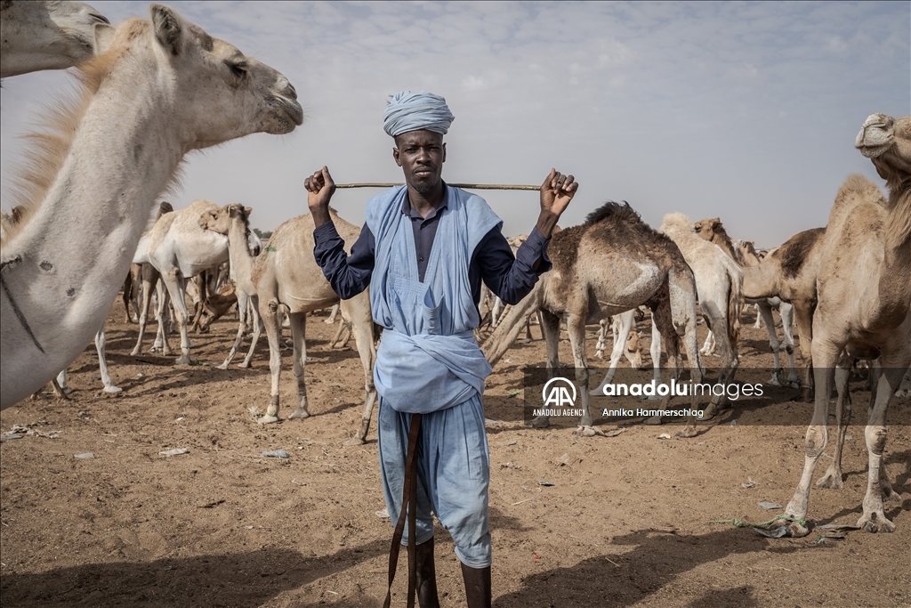 "Huge camel market" in Mauritania's Nauakchott