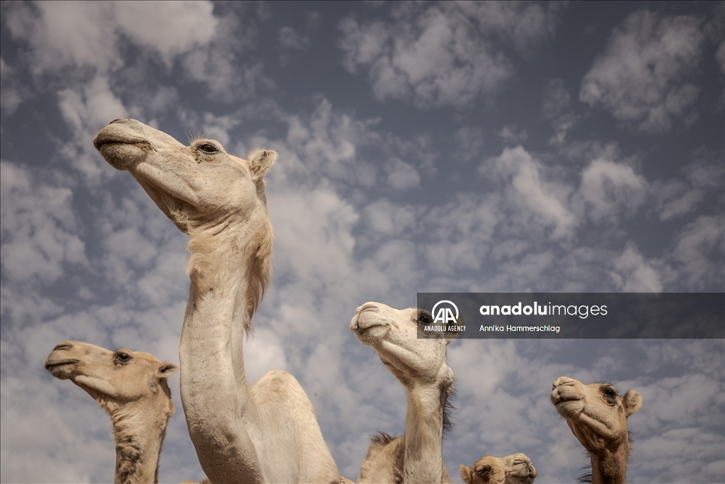 "Huge camel market" in Mauritania's Nauakchott