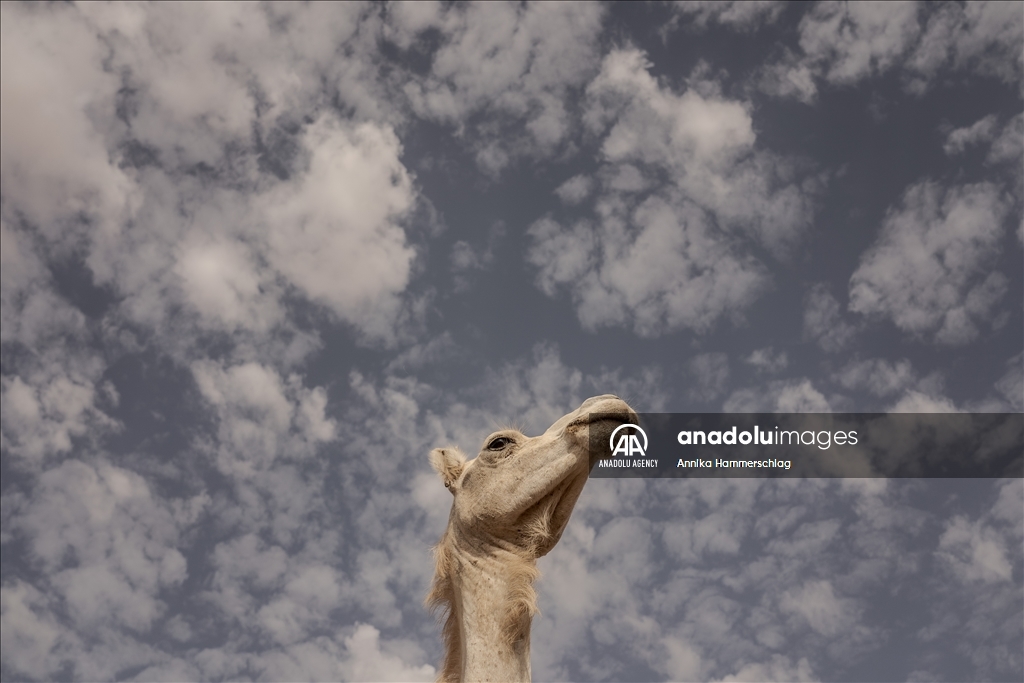 "Huge camel market" in Mauritania's Nauakchott