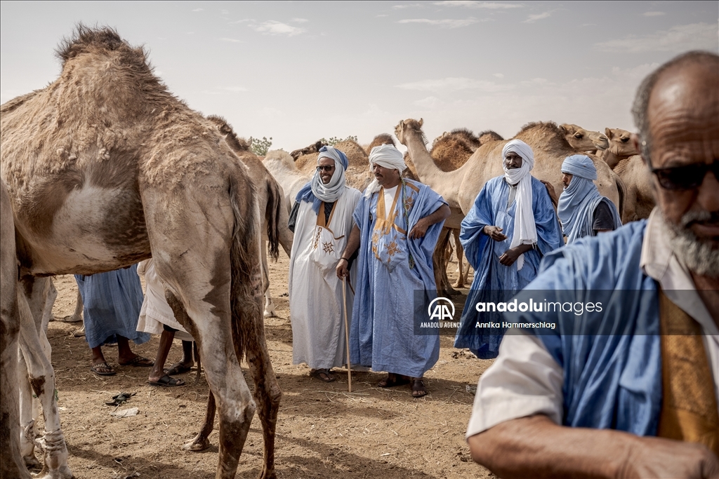"Huge camel market" in Mauritania's Nauakchott