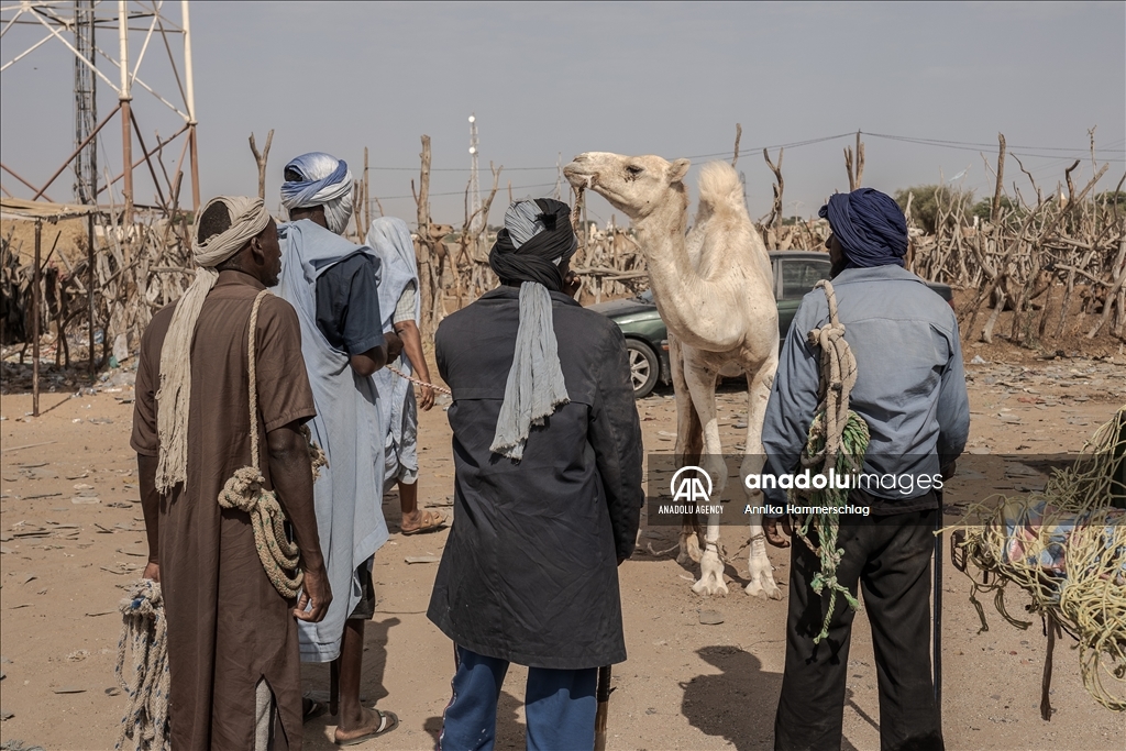 "Huge camel market" in Mauritania's Nauakchott