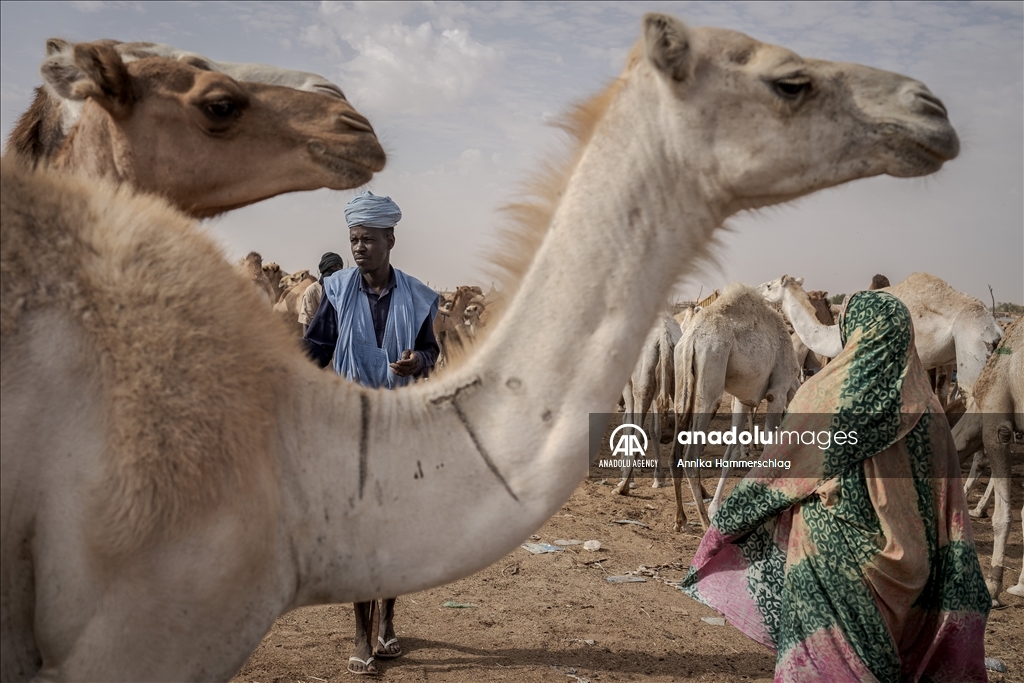 "Huge camel market" in Mauritania's Nauakchott