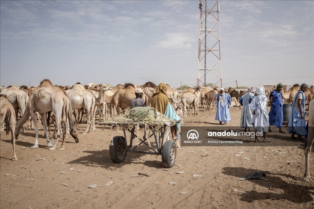 "Huge camel market" in Mauritania's Nauakchott