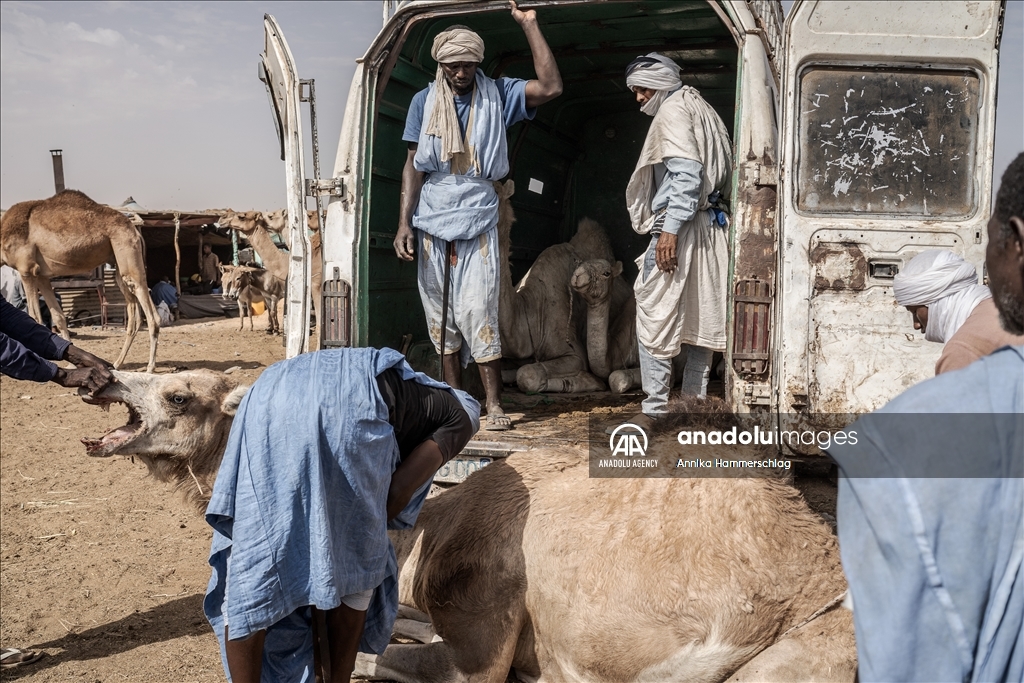 "Huge camel market" in Mauritania's Nauakchott