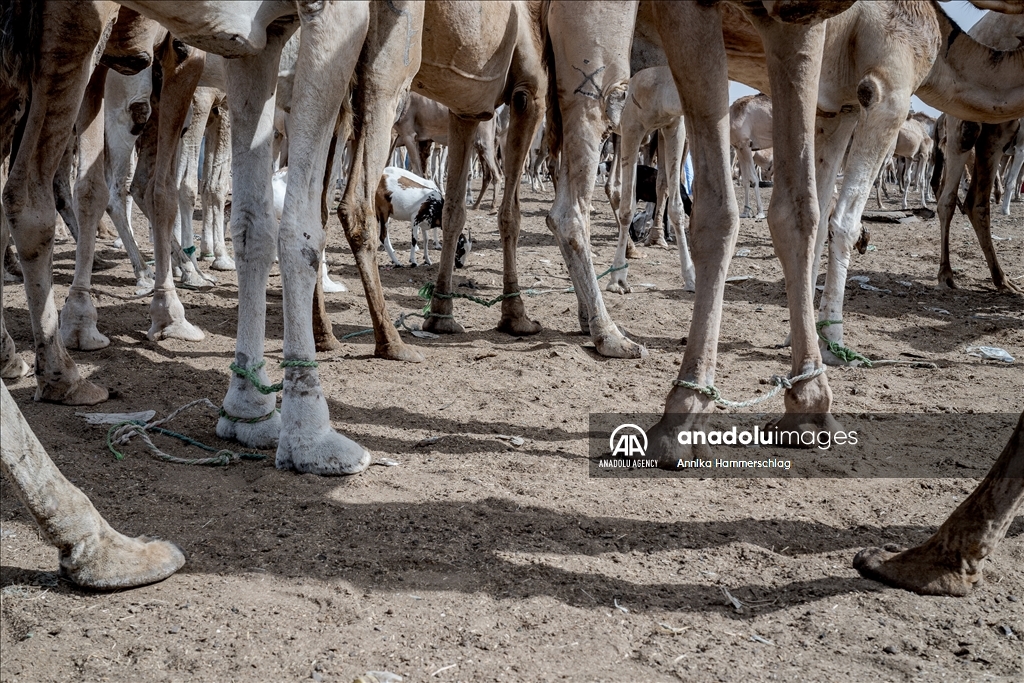 "Huge camel market" in Mauritania's Nauakchott