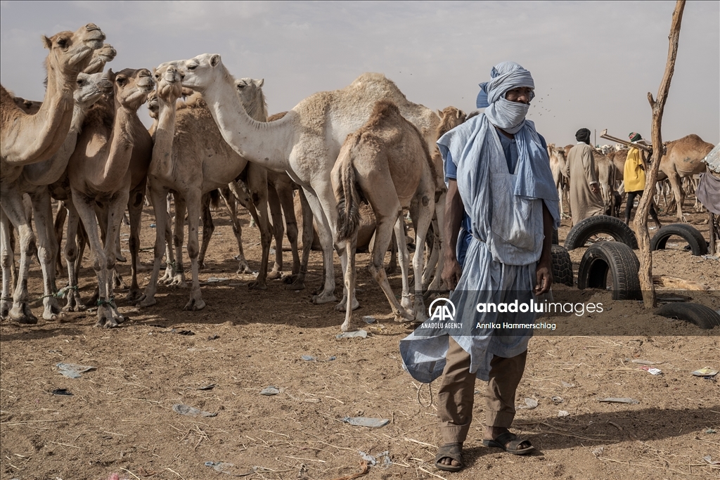 "Huge camel market" in Mauritania's Nauakchott