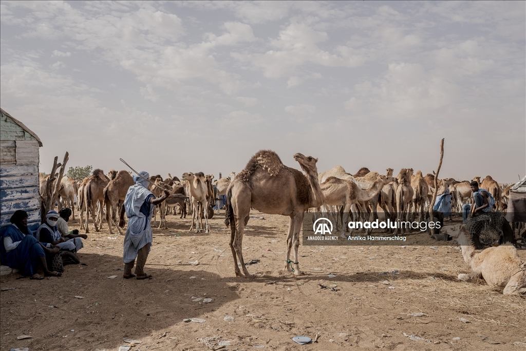 "Huge camel market" in Mauritania's Nauakchott