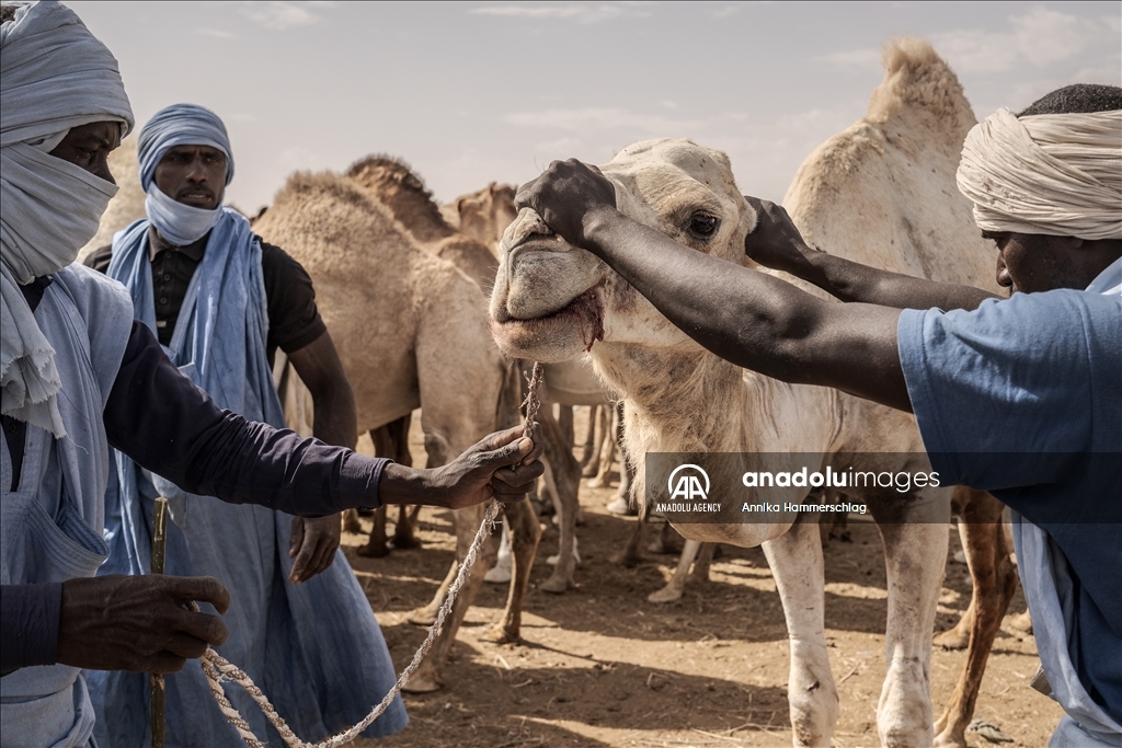 "Huge camel market" in Mauritania's Nauakchott
