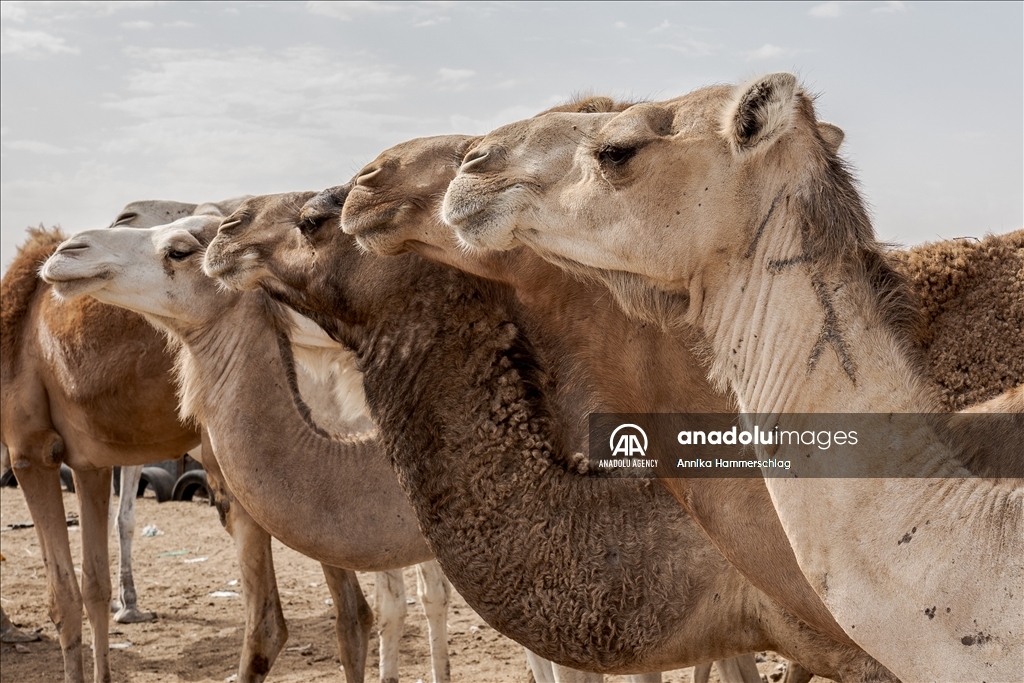 "Huge camel market" in Mauritania's Nauakchott