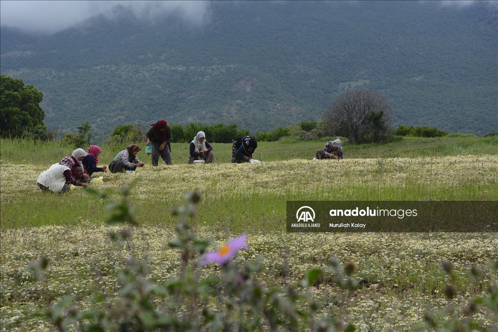 Manisa yaylalarında "papatya mesaisi" başladı