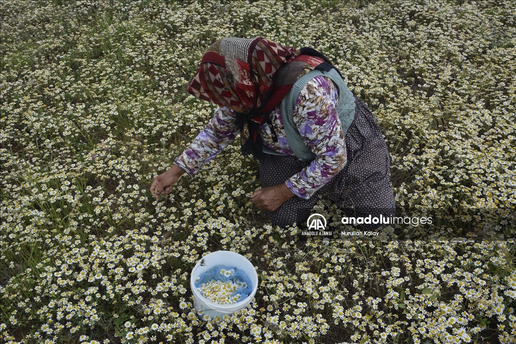 Manisa yaylalarında "papatya mesaisi" başladı