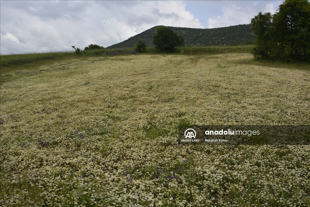 Manisa yaylalarında "papatya mesaisi" başladı