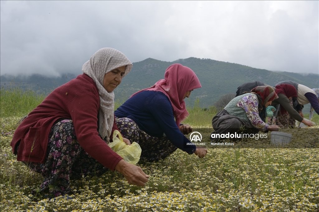 Manisa yaylalarında "papatya mesaisi" başladı