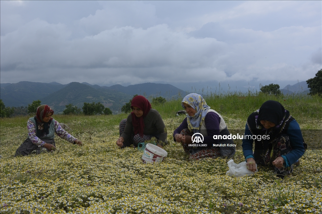 Manisa yaylalarında "papatya mesaisi" başladı