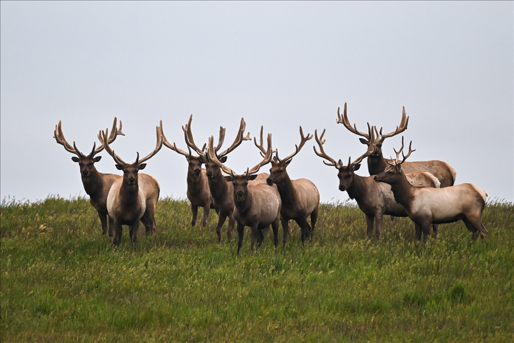 Tule elks in Point Reyes National Seashore of California - Anadolu Ajansı