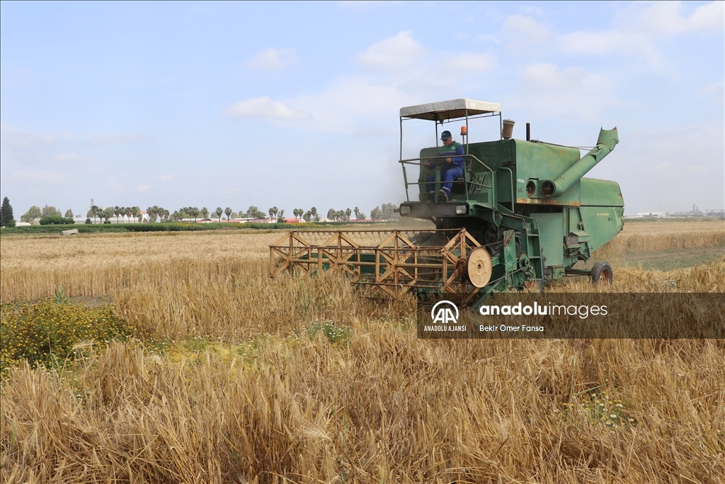 Doğu Akdeniz Tarımsal Araştırma Enstitüsü yeni buğday ve arpa çeşitleri geliştirdi