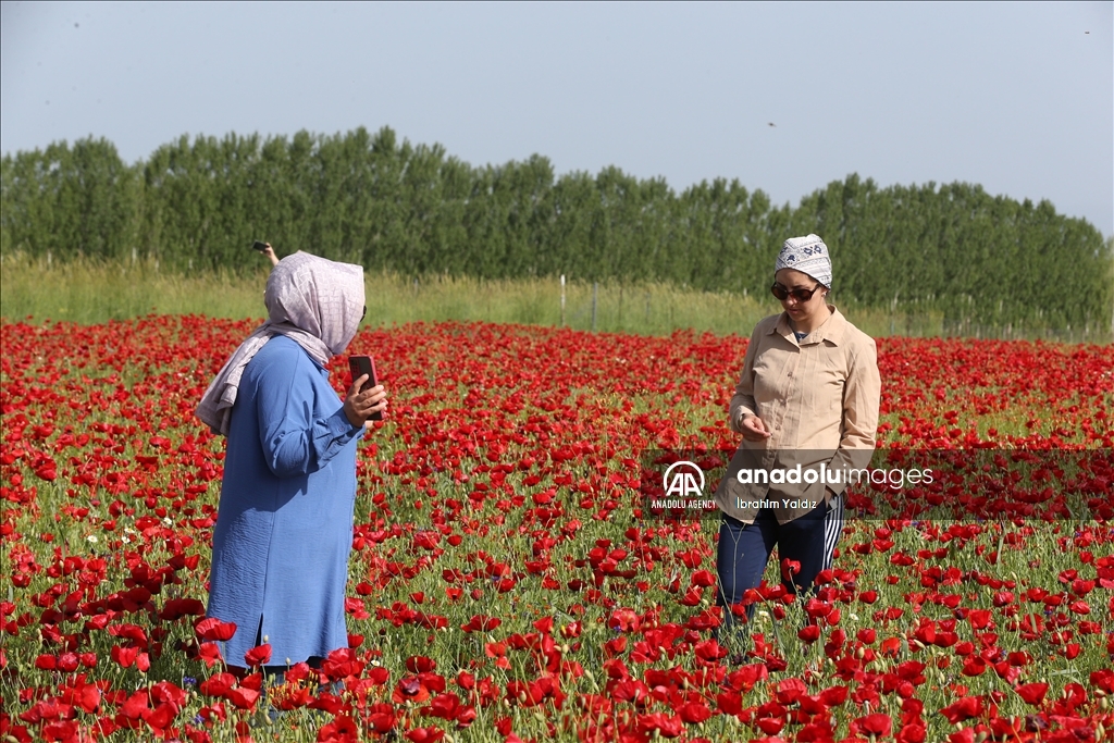 Горные луга востока Анатолии покрылись маками