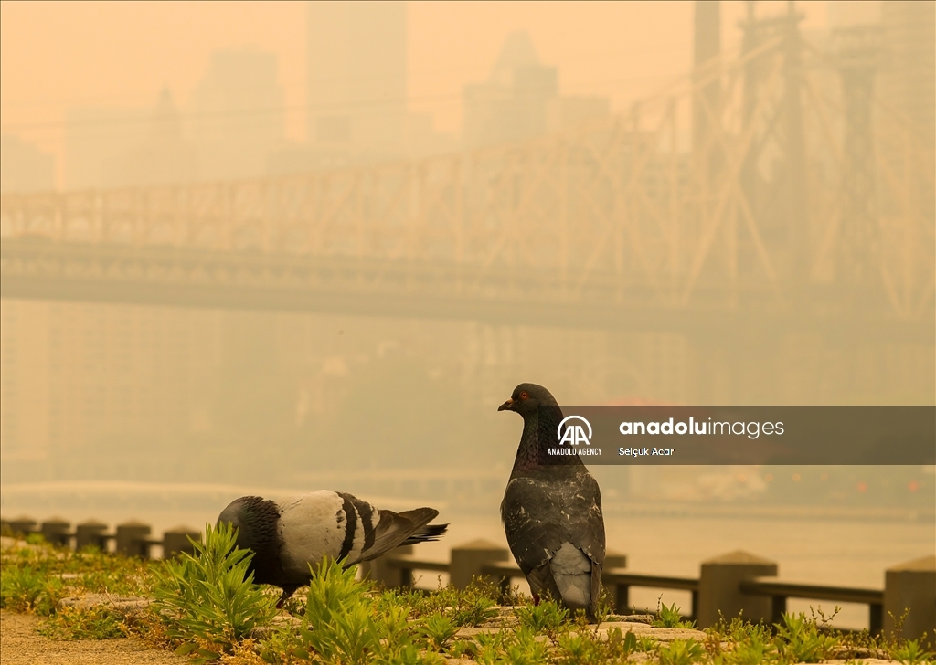 New York experiences worst air quality because of Canadian wildfires