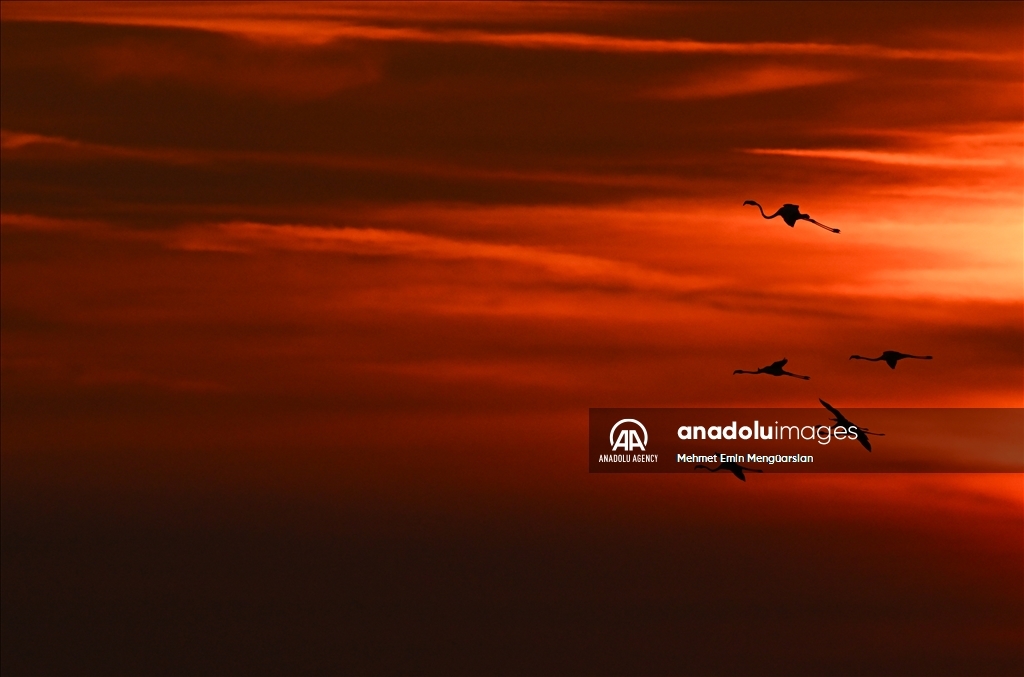 Flamingos at Gediz Delta of Turkiye's Izmir